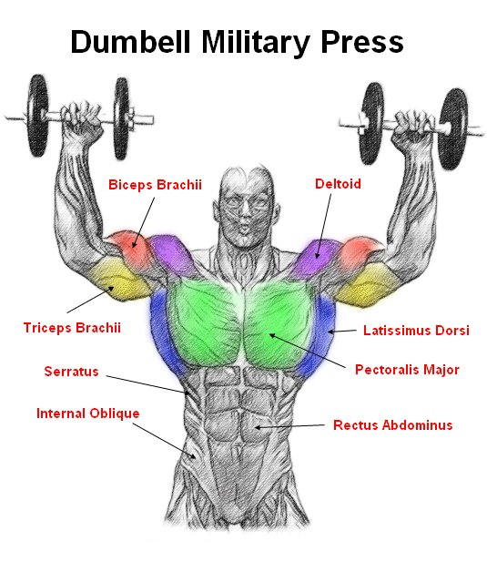 military press muscoli coinvolti
