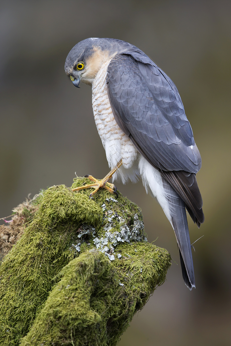 Eurasian_Sparrowhawk_by_Steve_Ward.jpg