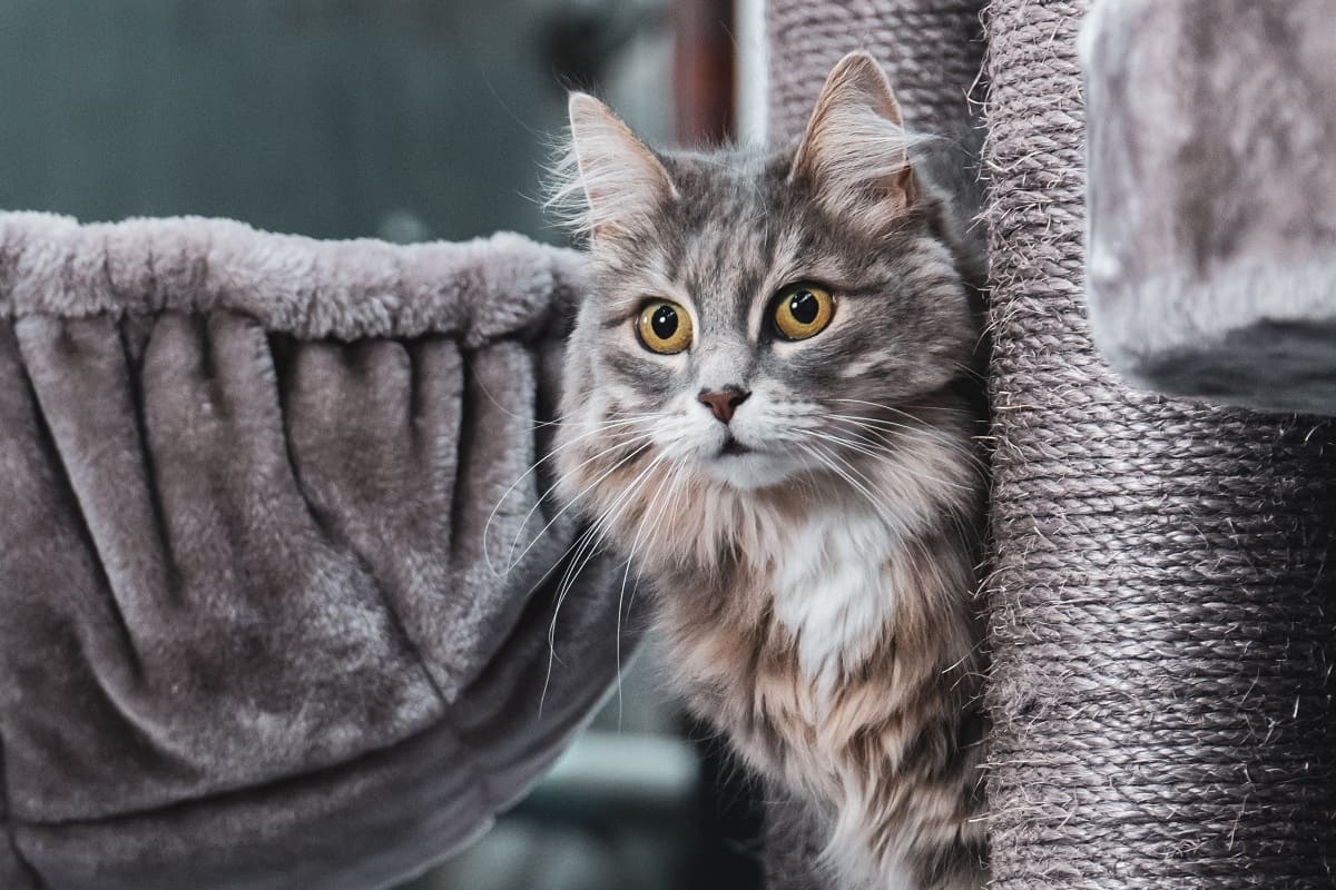 Foto: Um playground para gatos pode reduzir o estresse do animal. Imagem de Petrebels no Pexels