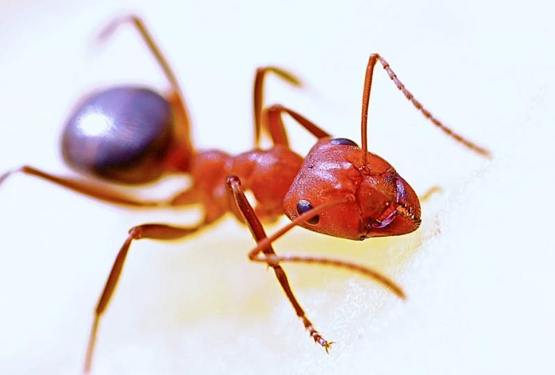 Crazy facts about ants you need to know