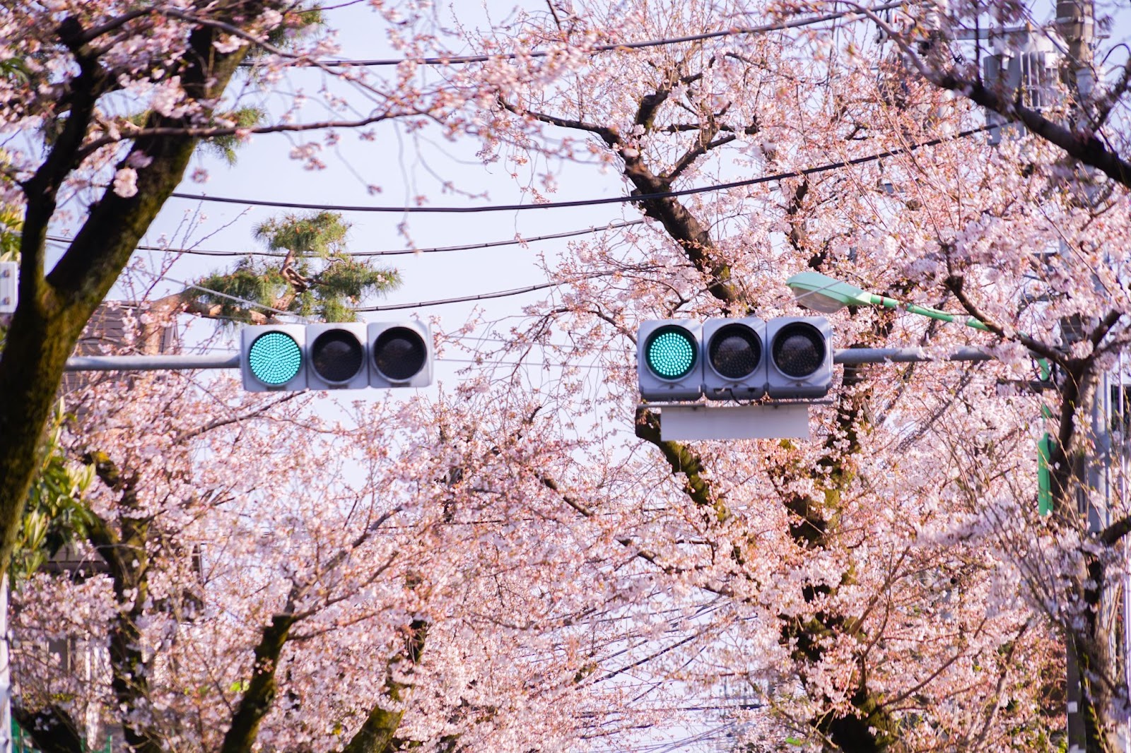 桜新町の魅力に迫る 住みやすさと人気な理由を解説 東京都内の高級中古マンション リノベーションマンションの購入なら Mitaina ミタイナ