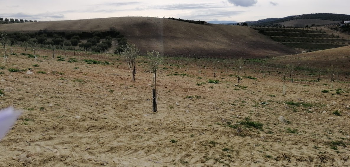 Newly planted olive trees. ESAO Image Bank