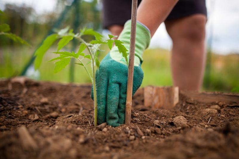 Transplant your tomato plant to a sunnier location