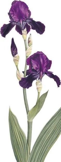 D:\0 wd yedek\acr yedek\1 film indirme\botanicheskaya_illyustraciya2_files\image230.jpg