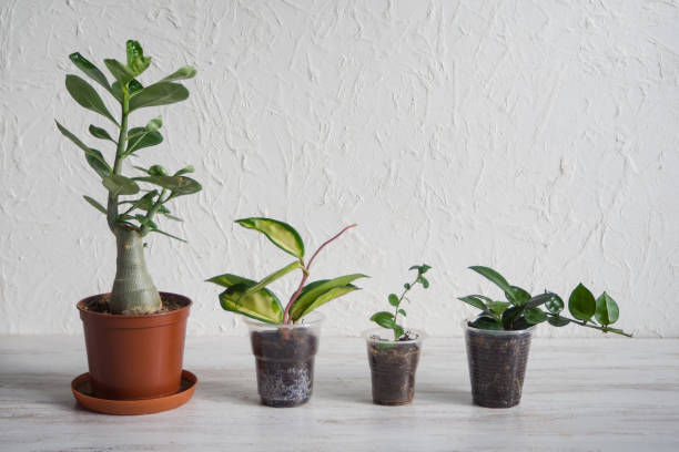 Plants seedling in the pot on the table. Adenium, Hoya and Myrsina seedling in the pot on the table. The breeding of indoor plants. Fake Fiddle Leaf Fig Trees stock pictures, royalty-free photos & images