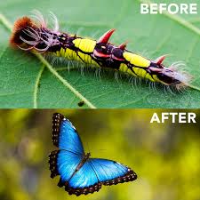 Image result for caterpillar before ad after