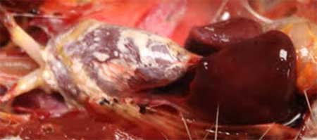 Visceral gout on the heart and over internal organs of bird .
