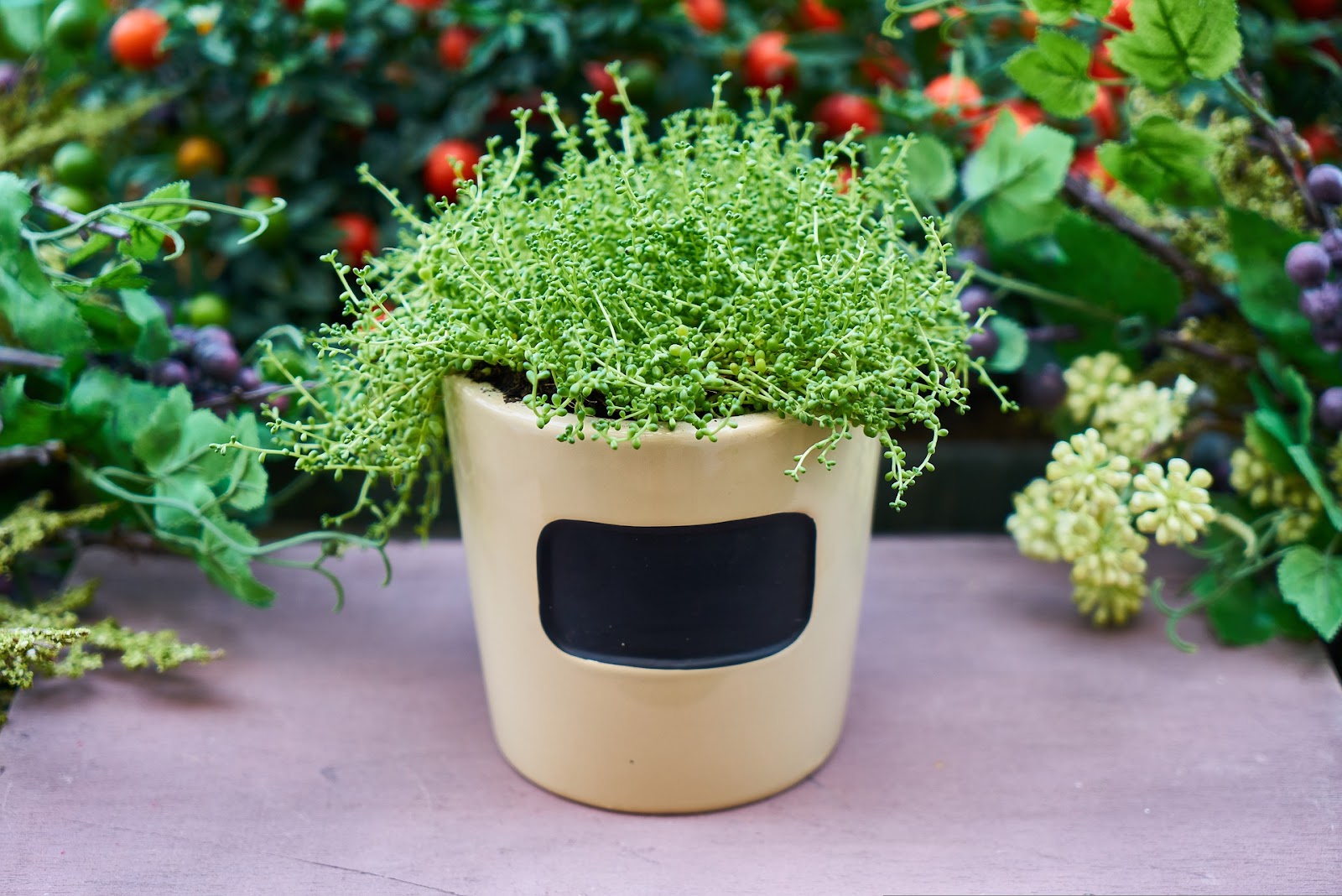 A potted plant in a greenhouse