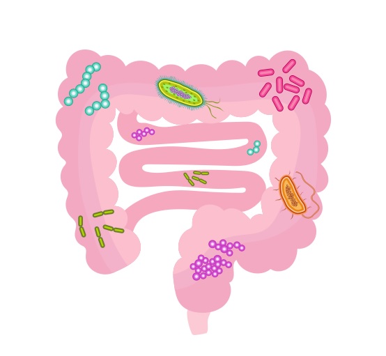 some probiotic strains will help promote healthy digestion and support your immune health, while others will be better for preventing urinary tract infections and upper respiratory issues
