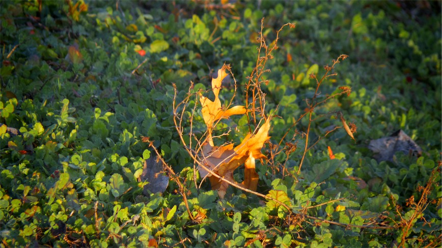 Leaves Sculpture.jpg