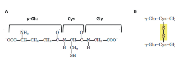 Representación del A) glutatión reducido (GSH) y B) glutatión disulfuro (oxidado, GSSG) (Martínez-Sámano, 2011).
