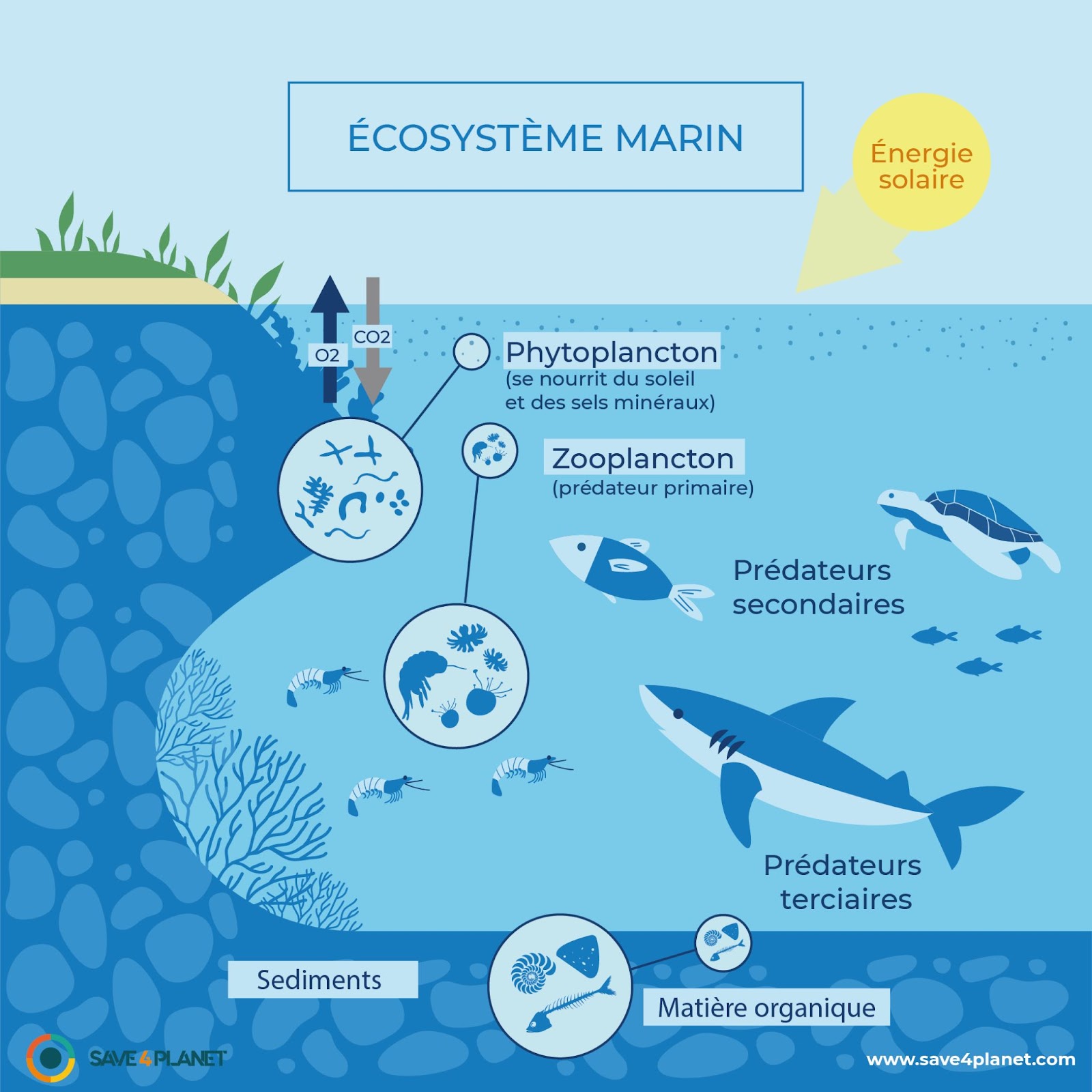 image ecosysteme marin