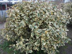 elaeagnus bush