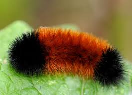 Wisconsin's first snow: Can woolly bear caterpillar predict weather?