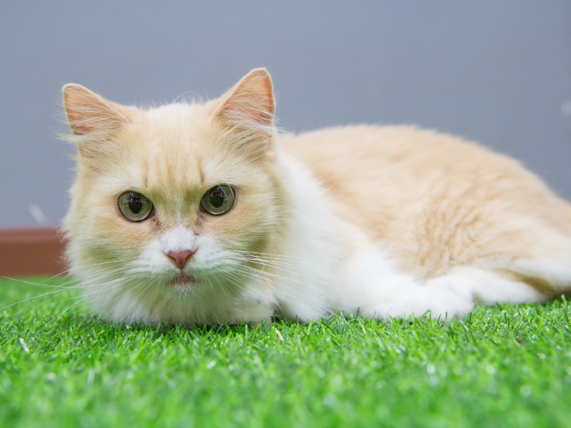 Munchkin-Cat-Care-Requirements