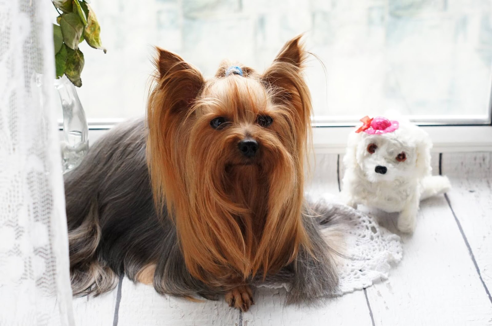 How To Groom A Yorkie Face? 
