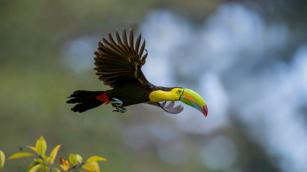 Are Toucans Good Pets