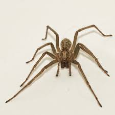 Image result for spiders