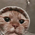 Cat Gangster Wallpaper for iPhone and Android