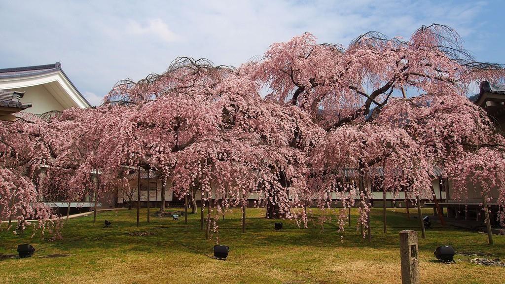 Bunga Shidarezakura di Kuil Daigo. Ini adalah tempat terbaik untuk melihat bunga sakura di Kyoto.