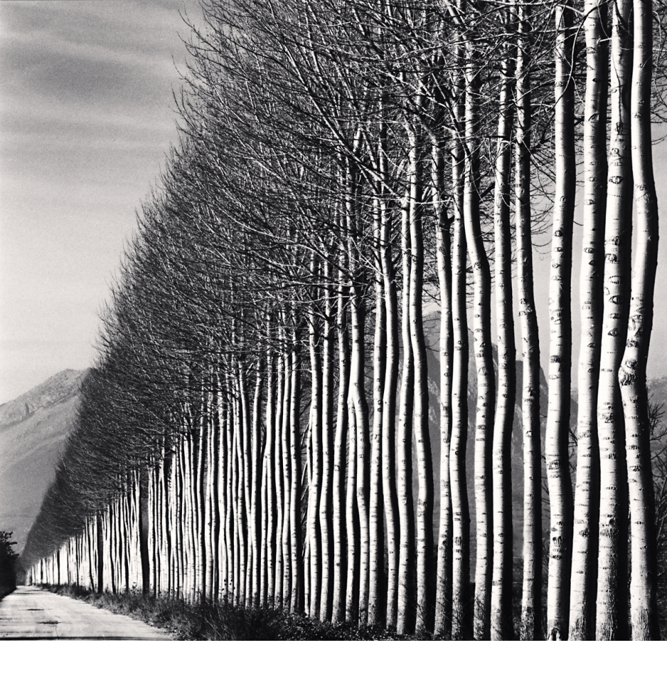 A black and white shot of an avenue of Poplar trees in Italy by Michael Kenna