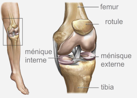 Chirurgie orthopédique pour traumatisme du genou à Aix-en-Provence ...