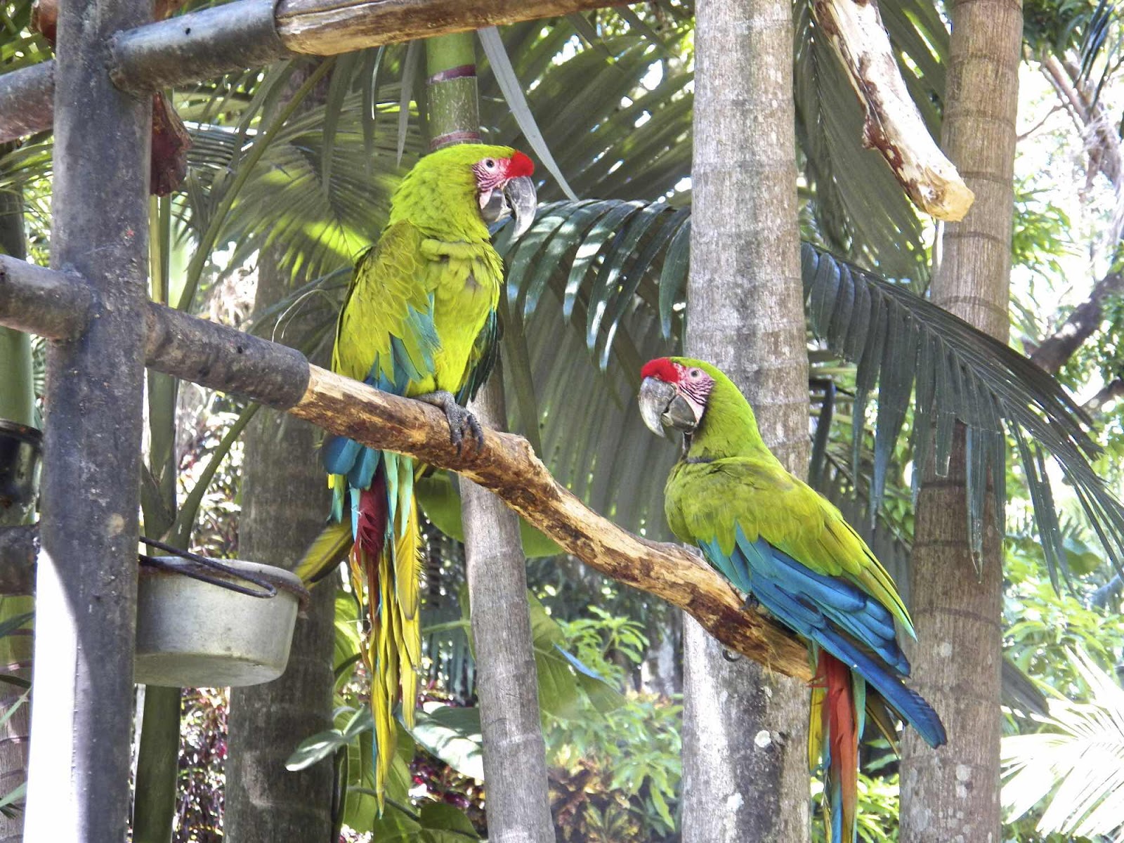 Zoo Ave, Alejuela, Costa Rica