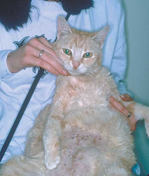 A 5-year-old castrated domestic shorthair (DSH) with nodules and draining tracts resulting from atypical mycobacteria
