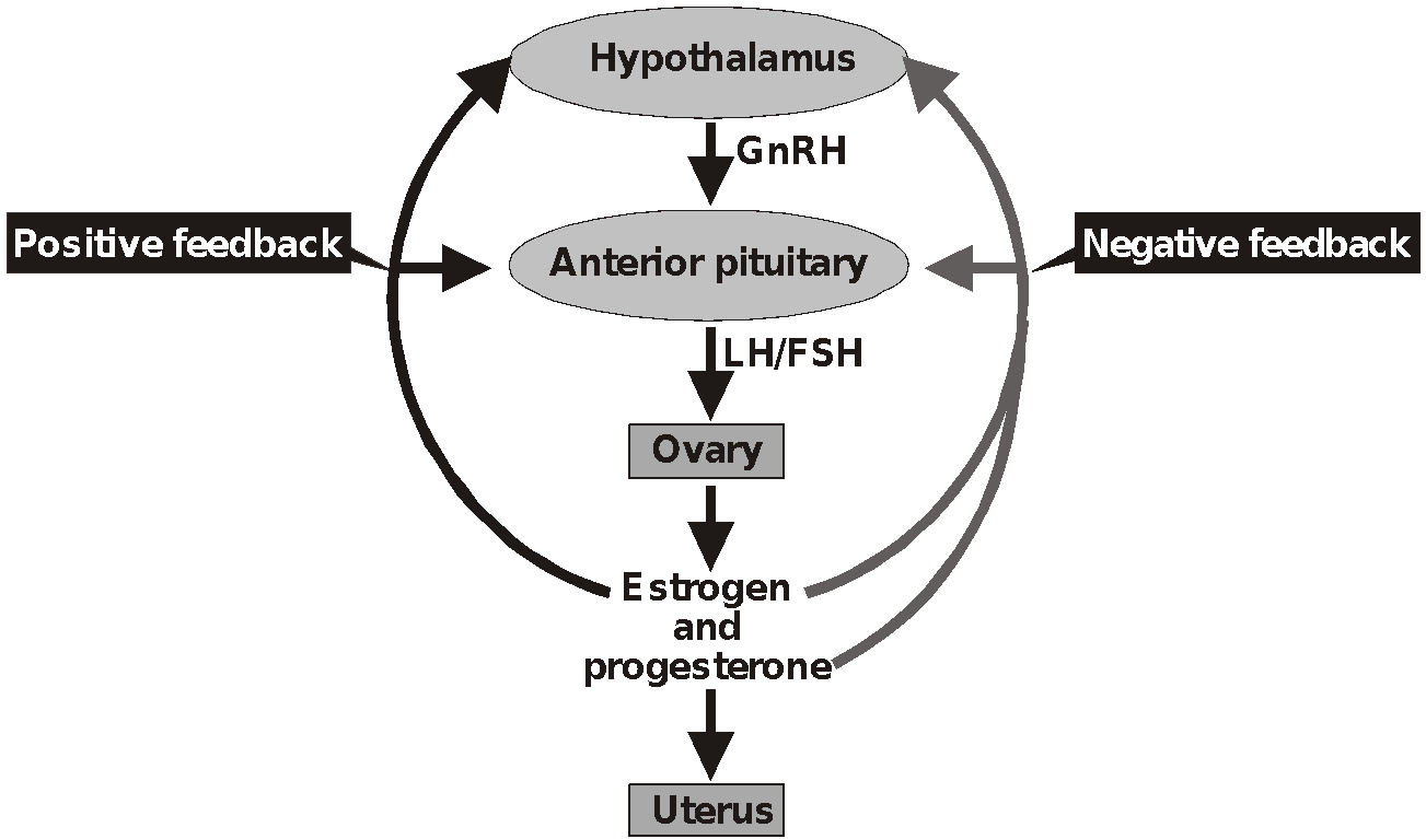 Gametogenesis |Spermatogenesis |Human Reproduction