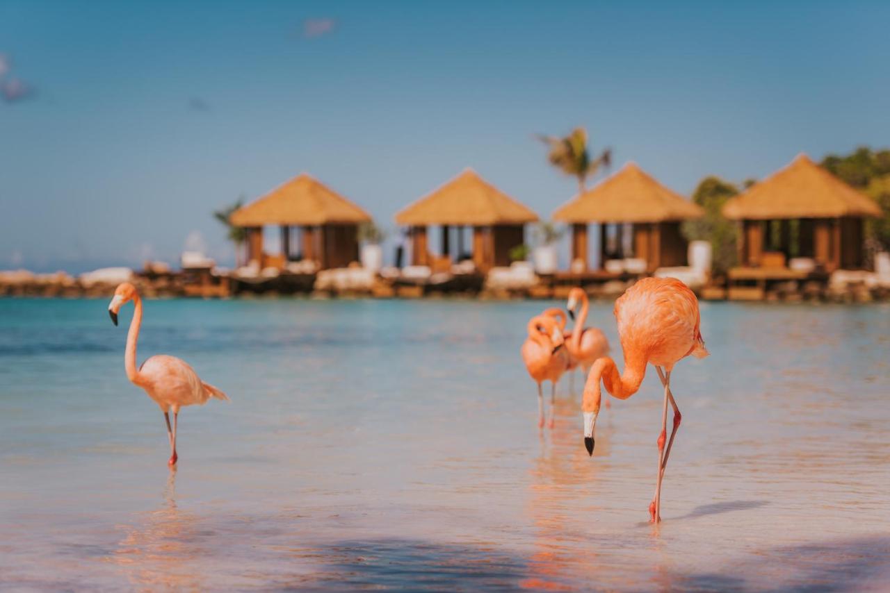 Best places to stay in Aruba, Oranjestad, Renaissance Wind Creek 
