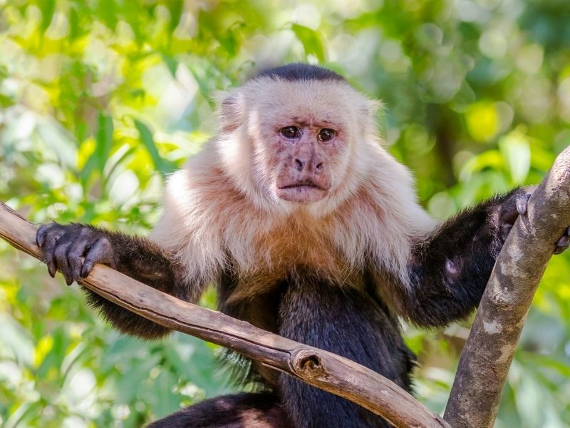 White-Faced Capuchin Monkeys