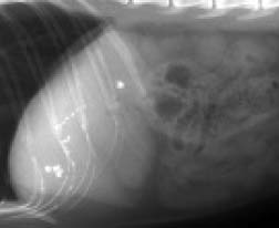 Lateral abdominal radiograph of a cat with cholelithiasis