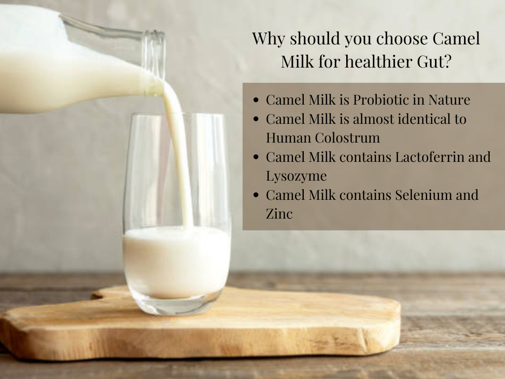 Is Camel Milk Beneficial for a Healthy Gut?