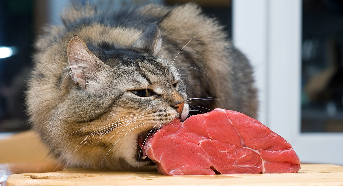 best-raw-meats-for-cats
