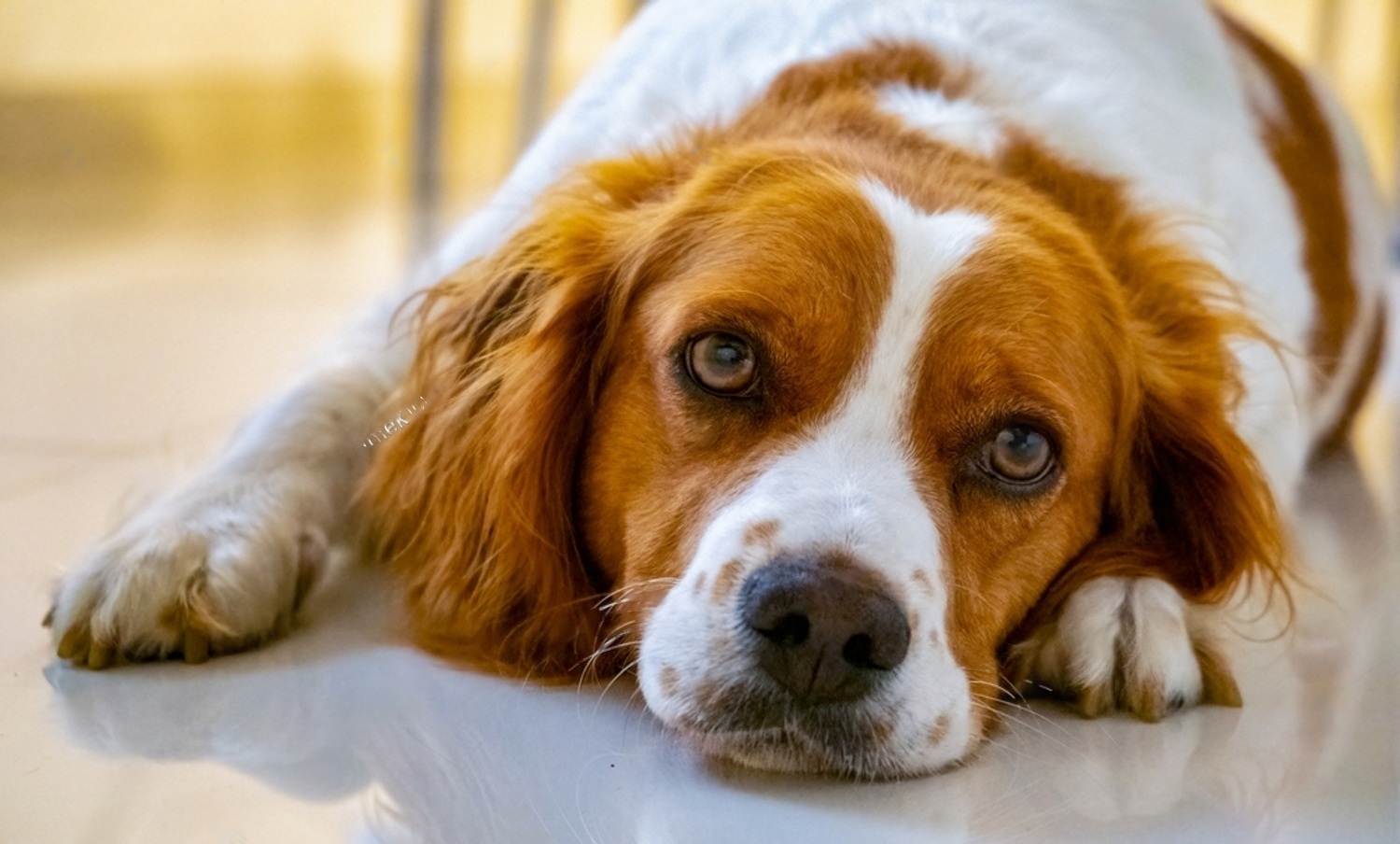 Common Behaviors of A Female Dog in Heat: Guide To Know When Your Dog Is in Heat 5 2QRPsQuVv6R4D64WbdkVD2xTkouvCs4BiOyppTVM OlKpaELvC 7HvMMAnehT TJvrfPxL nqBO74x7rIQNRbNaHP d6 pelOJ3n5Ng2o0wtGPVmBLFNdn1gMSNcToD93Qf4VE3kHOmWimuqgRPOap4