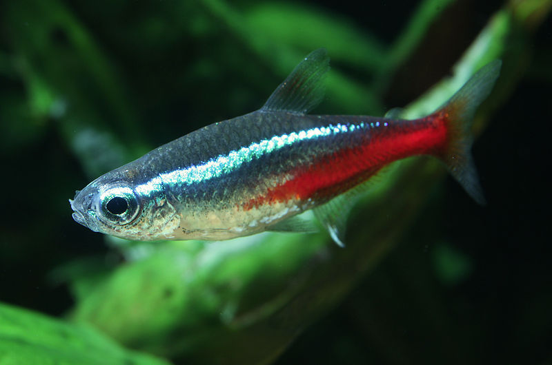 Dấu hiệu cá neon sắp đẻ và cách nuôi cá neon sinh sản