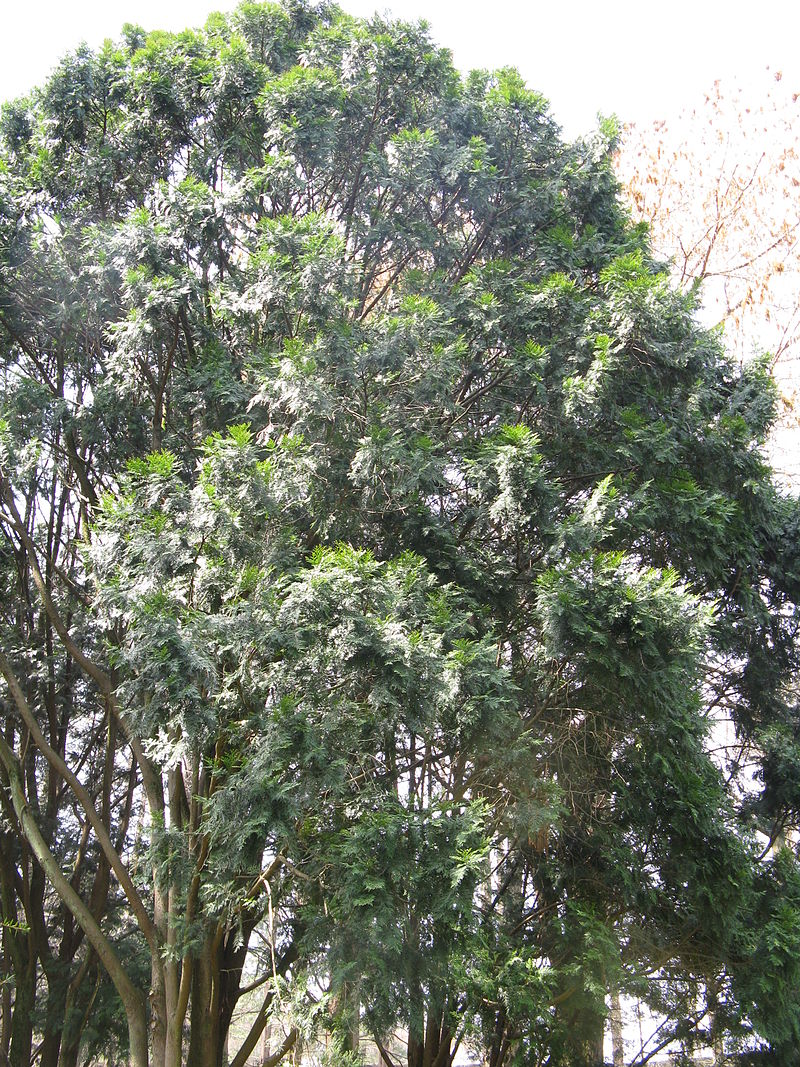 Cây gỗ Bách Xanh
