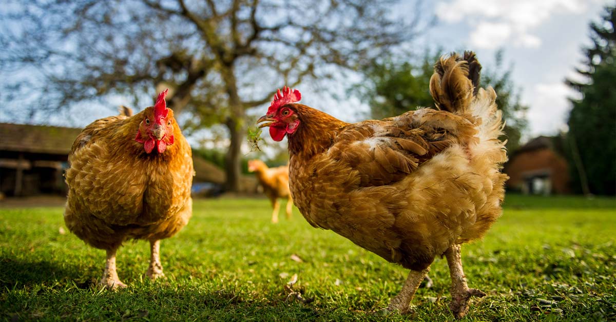 Free range chickens are treated better.