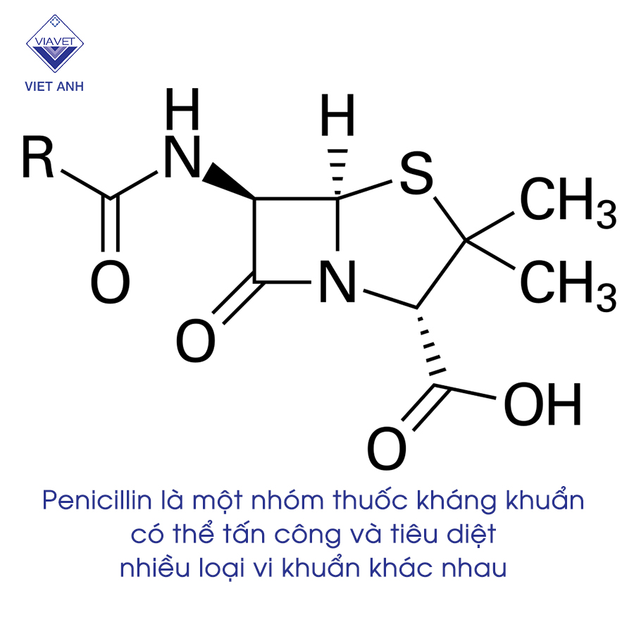 Kháng sinh Penicillin hoạt động thế nào?