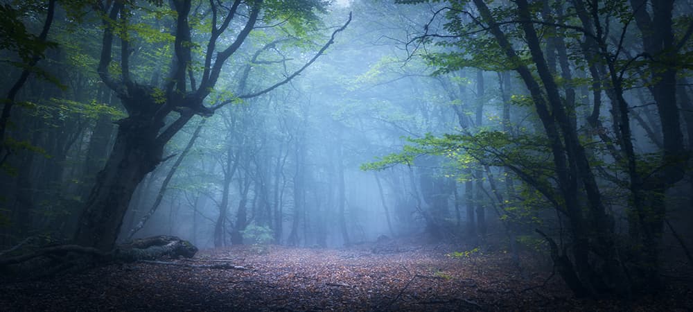 Misty forest background