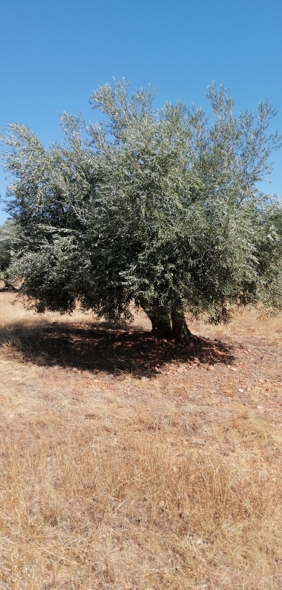 olivo con poda muy densa