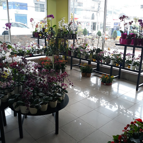 Opiniones de Violetas Y Algo Más en Quito - Floristería