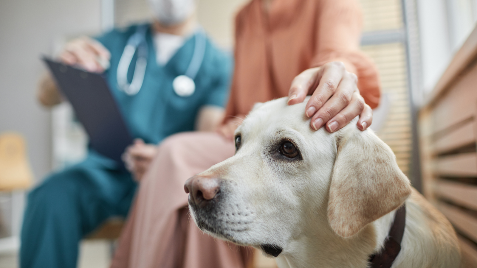 A wellness exam offers a thorough health assessment for your cat or dog.