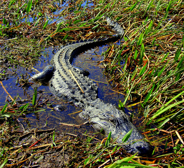 A gator sits half submerged in the Wild Florida everglades