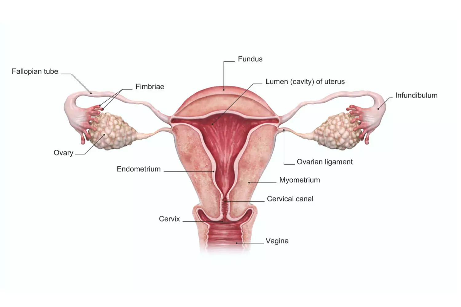 Endometrial Thickness During Pregnancy | Expert Insights
