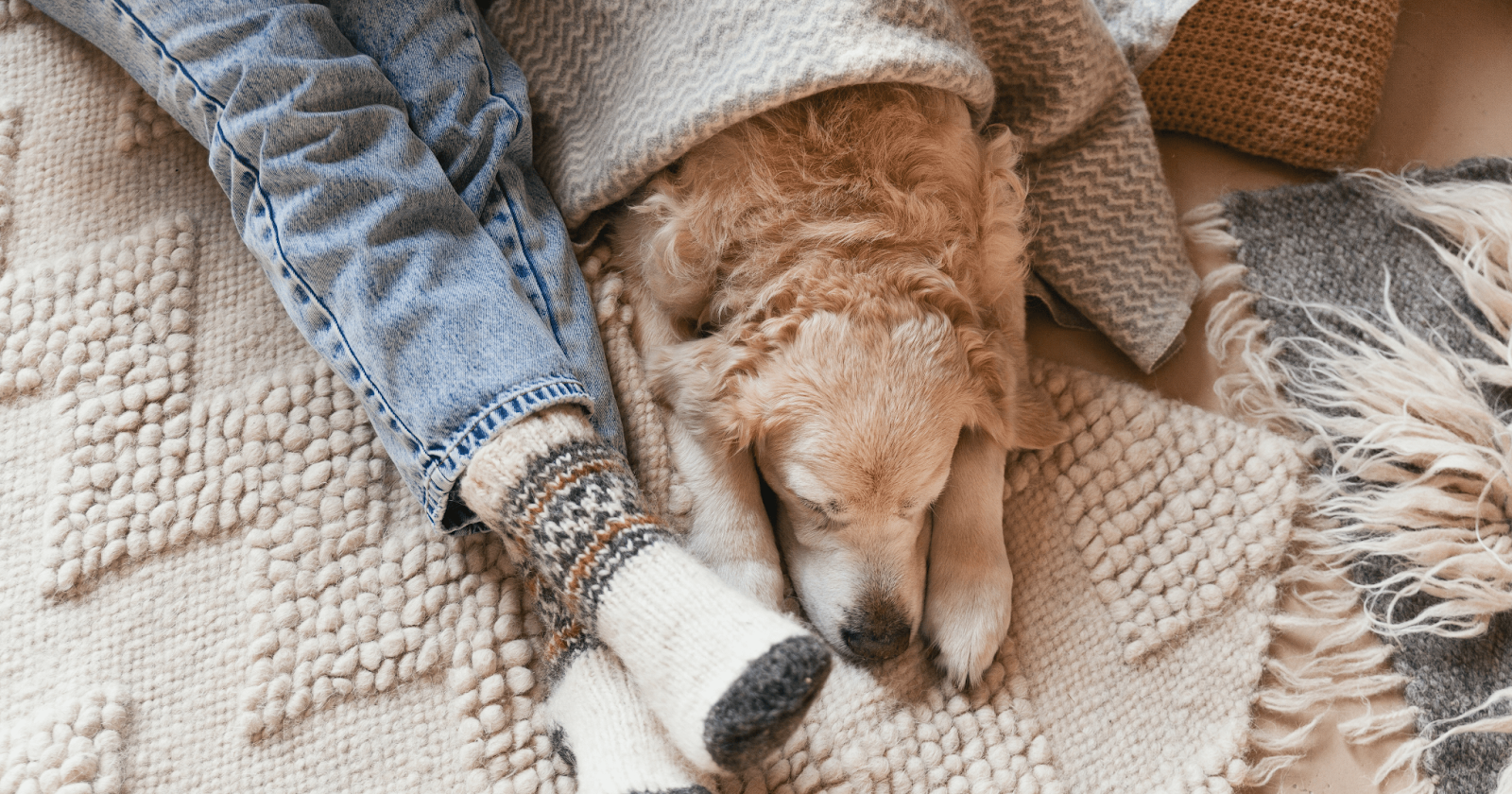 senior dog snuggled in blanket