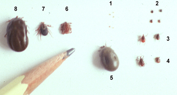 Various developmental tick stages of Ixodes scapularis (black-legged eastern deer tick), Ixodes pacificus(western black-legged tick) and Dermacentor variabilis (American dog tick) (Courtesy of the Lyme Disease Foundation).