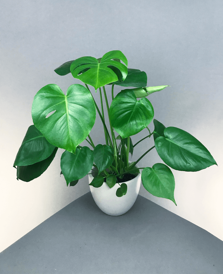 plants that grow in the dark 2