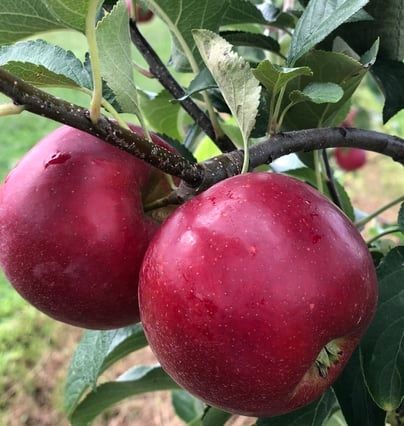 Pick Your Own Produce And Autumn Fun