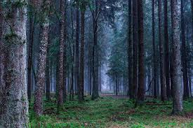 Image result for forest